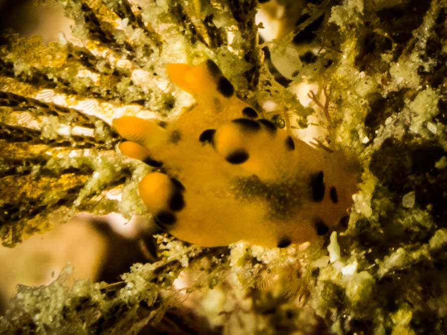 Thecacera sp. 3